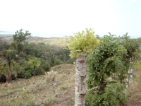 Barbed wire cattle fences