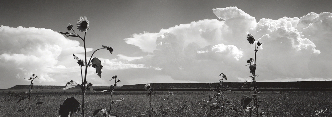 Sunflowers in Open Space