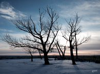 Snow and Trees