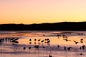 Eight Cranes in Flight