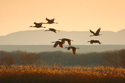 Eight Cranes in Flight