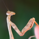 Praying Mantis