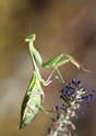 Praying Mantis Snatches its Prey