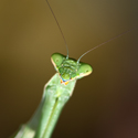 Green Praying Mantis