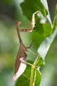 Native Praying Mantis